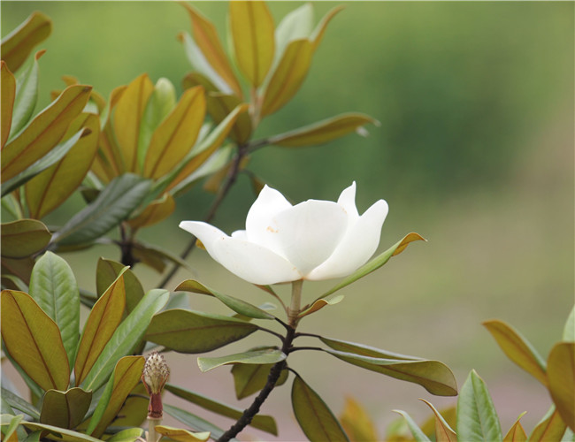 荷花玉蘭