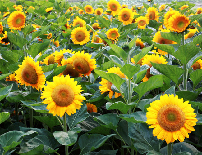 向日葵又名太阳花,朝阳花,我们吃的葵花籽就是向日葵的种子,但由于