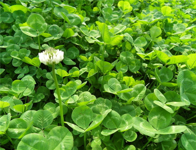 别称:白花苜蓿,金花草,菽草翘摇    二名法:trifolium repens