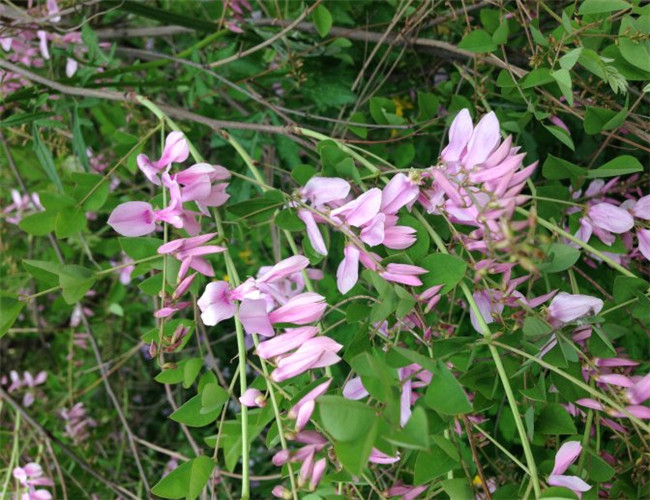 花木藍(lán)