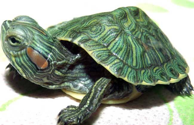 巴西龜