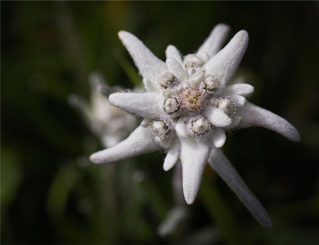 薄雪火绒草