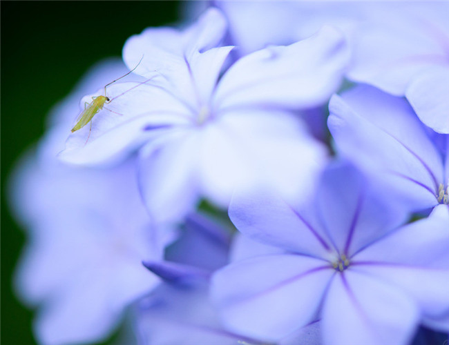 蓝雪花