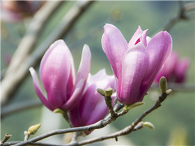 紫玉蘭