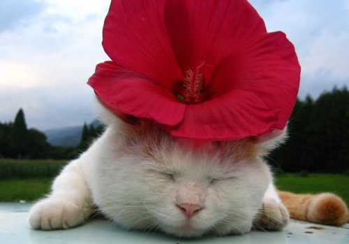 猫咪幽门阻塞