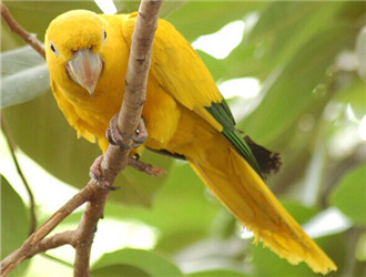 金黃錐尾鸚鵡