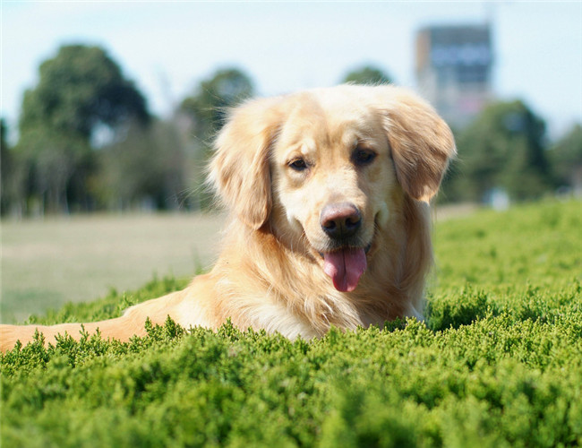 犬肥胖癥