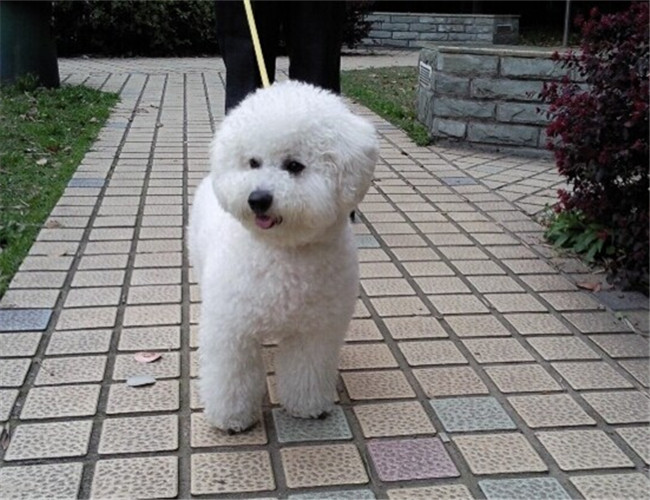 犬糖尿病