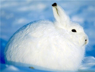 北極兔