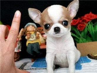 犬產(chǎn)褥痙攣