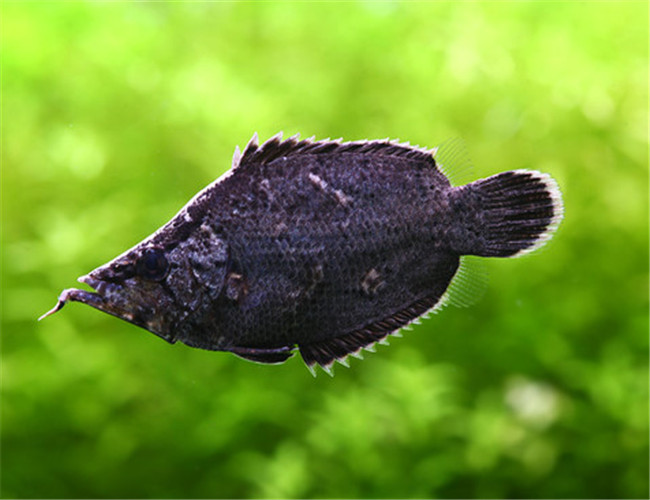葉形魚