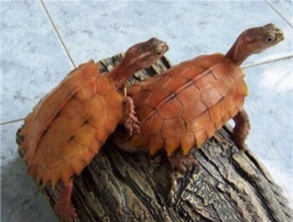 楓葉龜