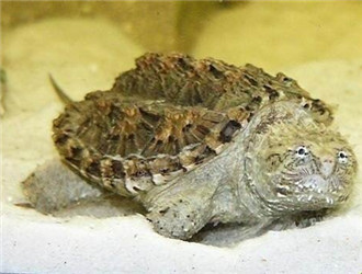 佛州擬鱷龜