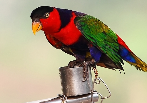 鹦鹉维生素A缺乏症