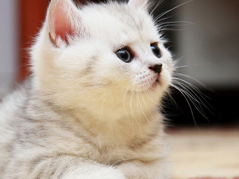 猫跳蚤过敏性皮炎