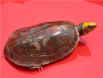 金頭閉殼龜