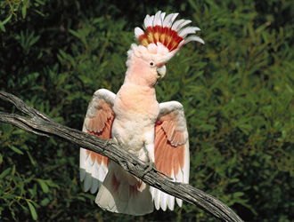 摩鹿加鳳頭鸚鵡