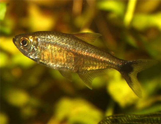 黃金燈魚