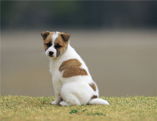 犬肉毒梭菌中毒症