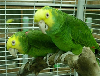 黃冠亞馬遜鸚鵡