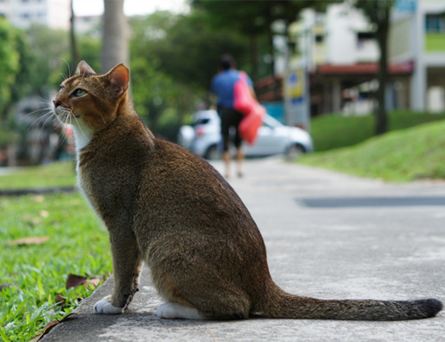 新加坡猫
