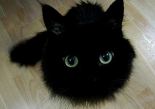 猫异常分娩