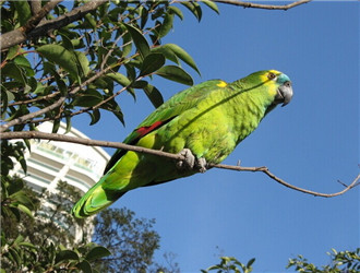 綠頰亞馬遜鸚鵡