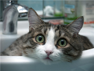 猫咪食道梗阻