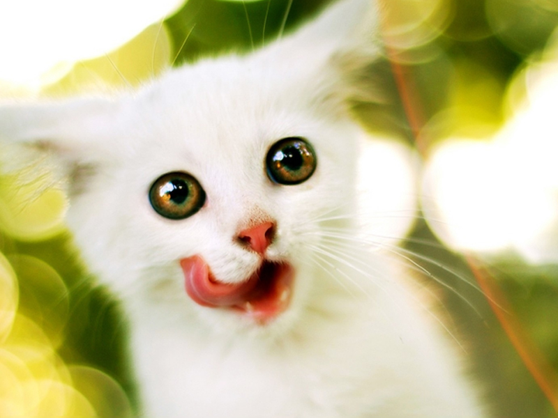 猫结膜炎