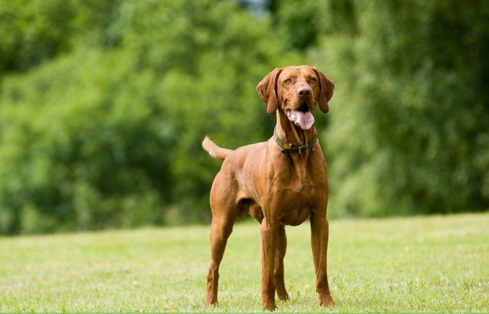 温和 维兹拉犬品种简介 维兹拉犬又称作匈牙利指示猎犬对于它