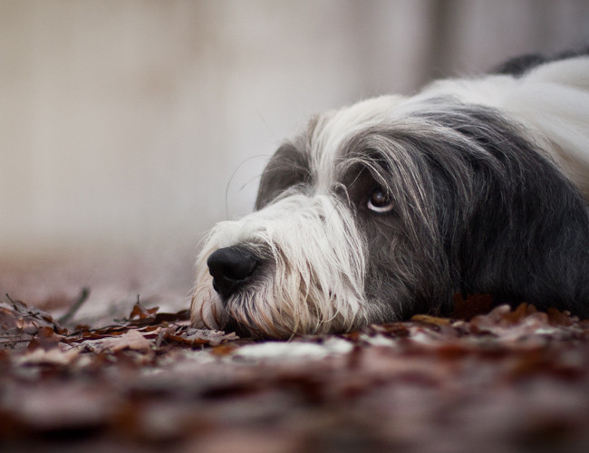 古代长须牧羊犬