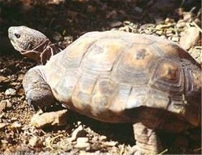 墨西哥地鼠龟