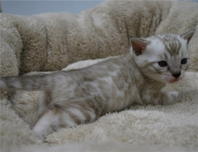 猫维生素E缺乏症