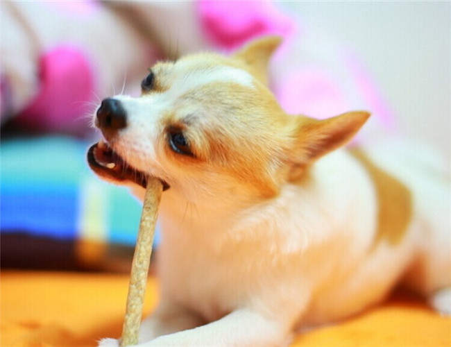 犬產(chǎn)褥痙攣