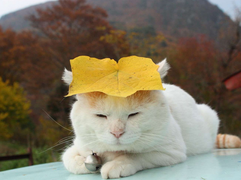 猫低血钙症