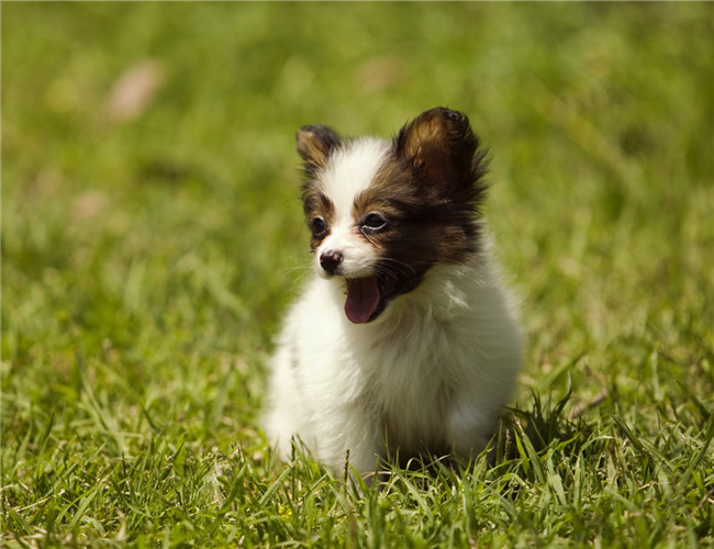 犬巧克力中毒癥