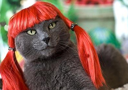 猫牙周炎