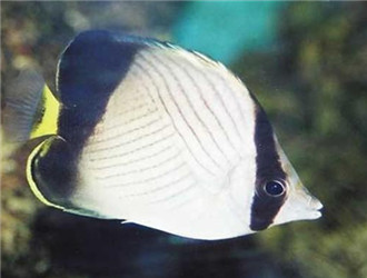 斜紋蝴蝶魚