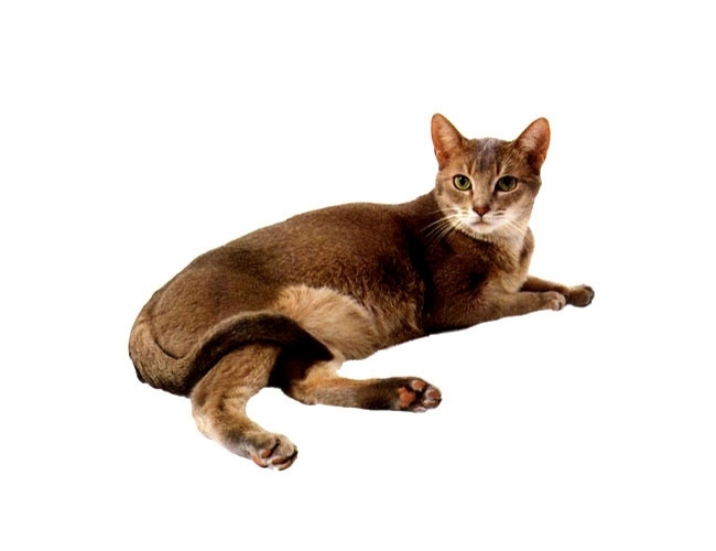 阿比西尼亚猫