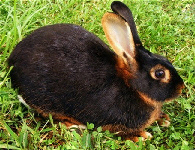 美国黄褐色家兔