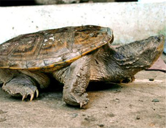 南美拟鳄龟