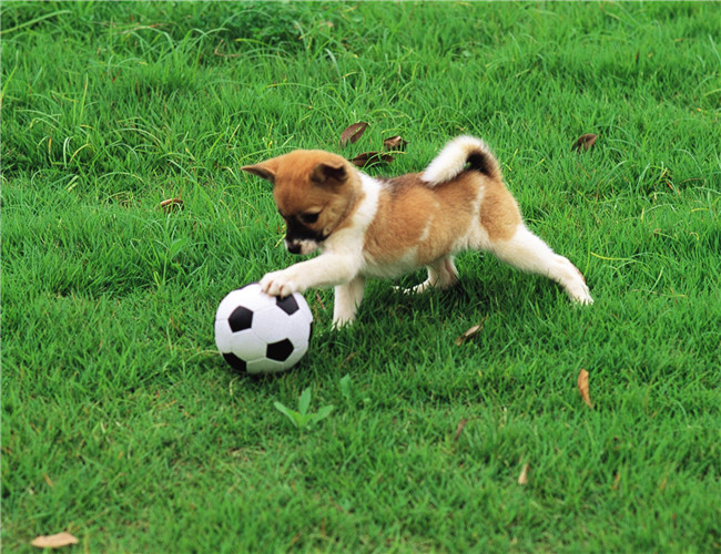 犬急性胃炎