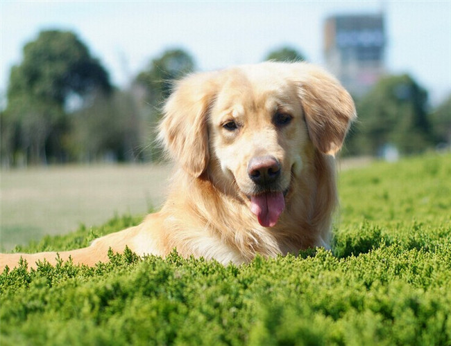 犬产后癫痫