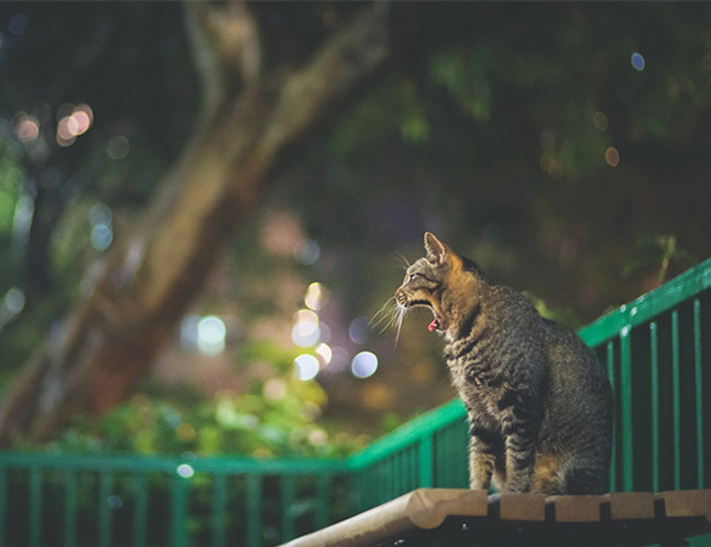 中国狸花猫