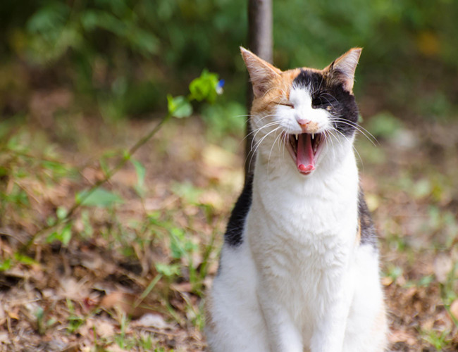 中国狸花猫