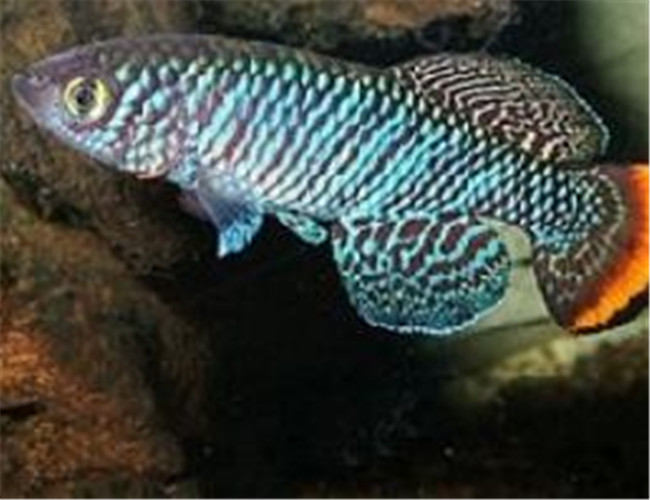 羅氏琴尾魚