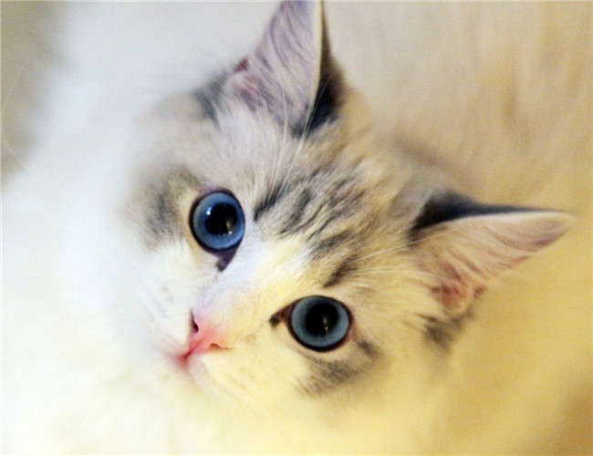猫咪肠胃炎的症状有哪些?