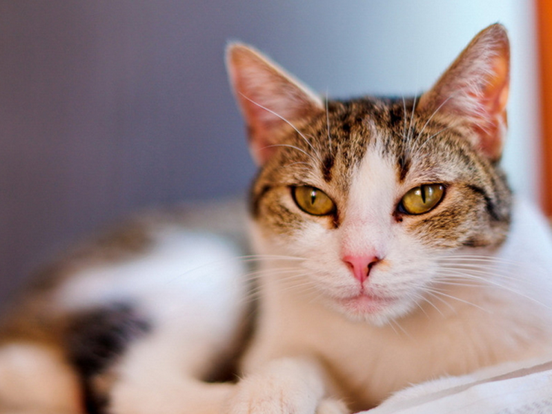 猫接触性皮肤炎