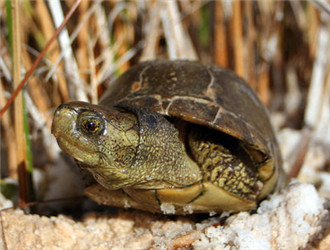 沼澤箱龜
