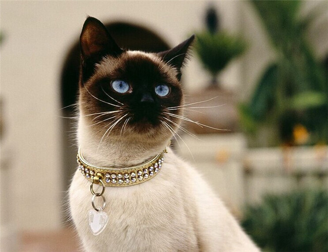 猫维生素C缺乏症